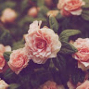 Meet your Posher, Avril